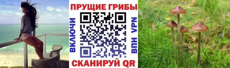 Псилоцибиновые грибы прущие грибы  Тихорецк 